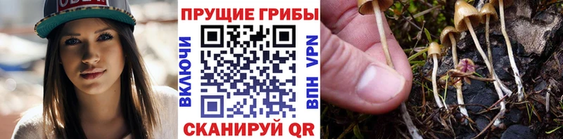 сколько стоит  Лакинск  Псилоцибиновые грибы мицелий 